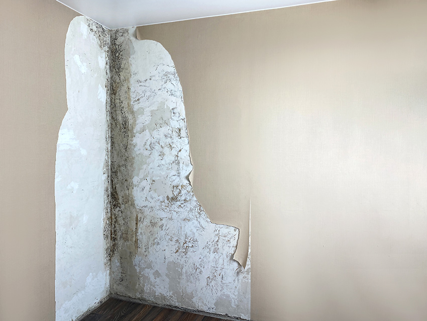 Narożnik ściany z widoczną pleśnią w mieszkaniu we Wrocławiu